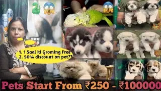 #shorts | Delhi Cheapest Pet Shop🐶 | India Best Pet Shop | #petlover #pets #dog #viral #trending