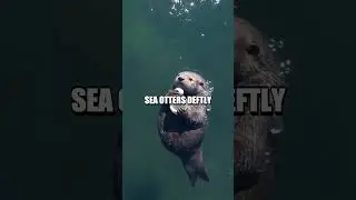 The Ingenious Strategy of the Sea Otter