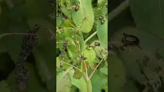 GOD got beetles #beetles #bug #godcenteredbusiness