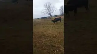 cows #country #outdoors #farmanimal #farmlife #farm #nature #cow #cows #subscribe #like #animals