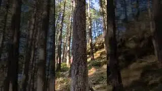 Stunning forest while coming down the mountain!! 🏔 #shorts #hikingbc #canada #sooke