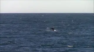 1.14.26 Gray Whales & Risso's Dolphin on the Star of Monterey. #Monterey #MontereyBay