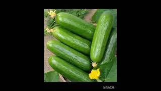 cucumber 🥒 vitamins and nutrients #cucumber#nutrients#vitamines#health#