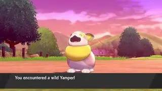 ⭐⚡Shiny Yamper after 326 K.Os⚡⭐ (+ Evolution)