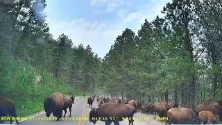 Bison Herd in Wind Cave