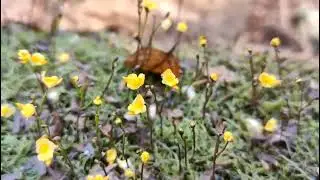 Utricularia gibba|| A carnivorous plant
