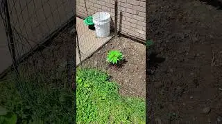 Despite all the rain my Blue Dream Autos are loving life @123fatbuds #cannamunity #lifeisadream