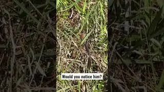 Would you notice him on the trail?? #snake #hiking