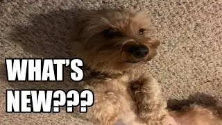 SORRY FOR NOT UPLOADING - Here's Why!!