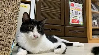 夜の保護猫ハウス　Saved Cats&rsquo; House &ldquo;Shinshu-Nekobiyori&rdquo; at night