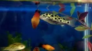 Green Spotted Puffer devouring tank mates