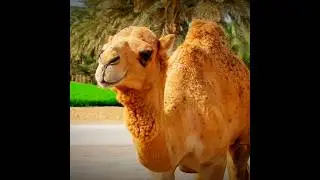 The Hidden Wisdom in an Elephant&rsquo;s Structure! #elephantfact #camelsfact #islamicfacts