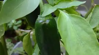c&oacute;mo cuidar plata de Chile 🫑para que siga dando y no se sequen 🌶️ #chile