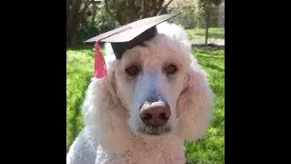 WELCOME to the amazing world of Pets As Therapy