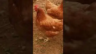 lohmann brown hen | brown Lohman breed chicken