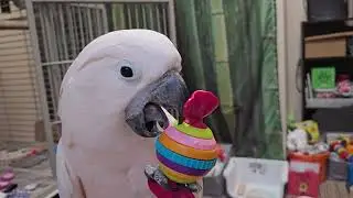 Как занять попугая какаду