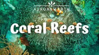 Coral Reef - Colorful & Mysterious ecosystem | Fascinating & Interesting Facts
