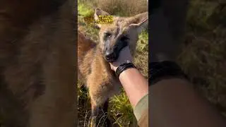 Lobo Guar&aacute;, basicamente um Tinoco gigante..