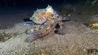 Octopus & Puffer Fish 