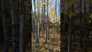 #осень #любовь #nature  #art  #видео #жизнь #красота