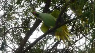 Indian Ringneck's Mating dance! (+dog&cat)