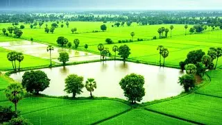 Relaxing style Rice field | New rice field under Raindrop, Amazing view in Cambodia | វាលស្រែ