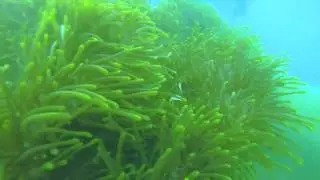 KTD n Monkeybay leasure dive nov2015