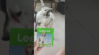 Proteja Seu C&atilde;o com a Coleira Leeve da Ouro Fino! 🐶