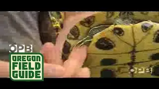 Catching Invasive Red-Eared Slider Turtles