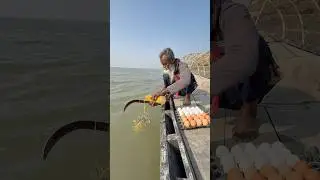 Traditional fishing method by hook traps! #fishinglife #riverfishing