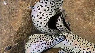 Live 🟢 –Seafood Lovers Must See - Giant Crab Up Close！🦀🌊#diving  #fishing #hunting #shorts