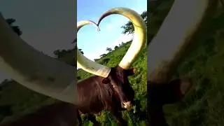 big horn heart bull 💘💕 #shorts #shortsfeed #youtubeshorts #bull #bighorn