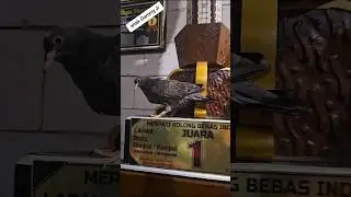 2 Anak Garong jr DDJAYA  #pigeon