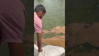 Indian Fish Framing.🐟#telapiafish #feedingtime #shorts