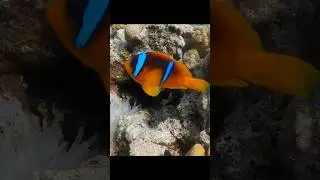 Meeting with Nemo 🐠