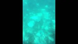 Green Island Stingray - Josh and Laura