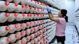 Commercial cultivation of king oyster mushrooms