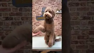 Doggy Daily, выпуск 266: Лабрадудель Ральф🐾 #лабрадудель #дудль #лабрадор #пудель #уход за собаками