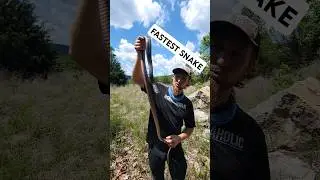 FASTEST PINK SNAKE! #fyp #foryou #explorepage #explore #snake #reptile#fypシ #reels #wildlife #nature
