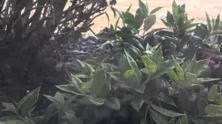 LAWNtalk101!!!!ep:CAT KILLS BIRDS IN GARDEN!!!!!!!
