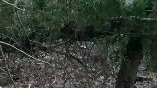 The meaning of sound patterns in nature