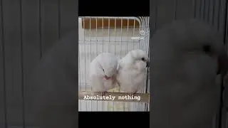 Cute Quaker Parrots #shorts