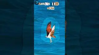 Sovereign Skies: Osprey's Aerial Ballet for Ocean Bounty #hunting #shorts