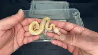 Ball Python Clutch 25-01 Update Albino - Toffino
