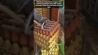 Smart Farming Technology For Safe And Rapid Egg Transport