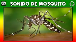 SONIDO DE MOSQUITO 🦟