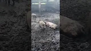 Хрюшки рады дождику #animal #cow #pig #calves #жизньвдеревне #коровы #крс #сельская_жизнь