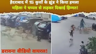 Terrifying Dog Attack in Hyderabad: Woman Fights Off 15 Stray Dogs