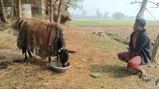 Morning Vibe of a village | #bengalbeauty #villagelife 