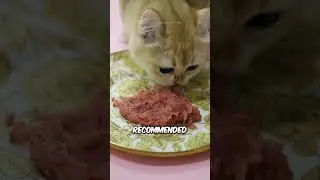 What to feed kittens 4 weeks old?🤔
